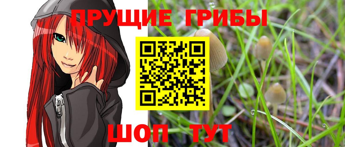 купить наркотик  Псилоцибиновые грибы Psilocybine cubensis  Вход с VPN  Качканар 